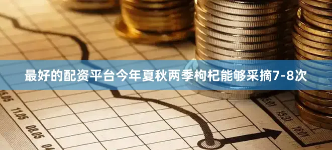 最好的配资平台今年夏秋两季枸杞能够采摘7-8次