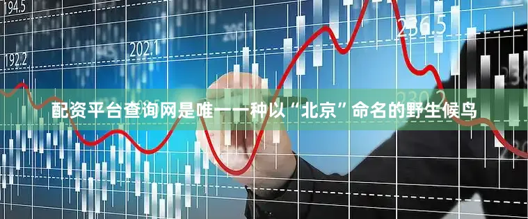 配资平台查询网是唯一一种以“北京”命名的野生候鸟